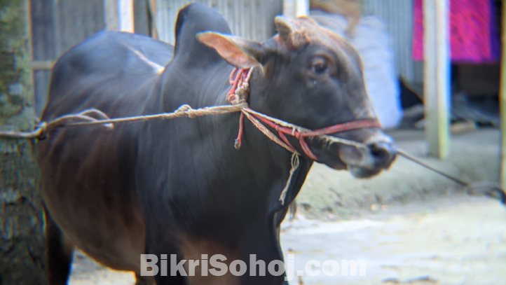 কুরবানির যগ্য দেশি ষার গরু
